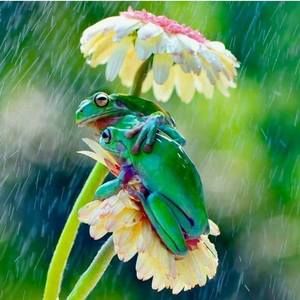 Meet your Posher, Carrie